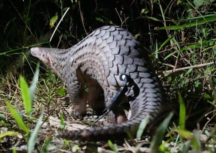 Pangolin in the wild