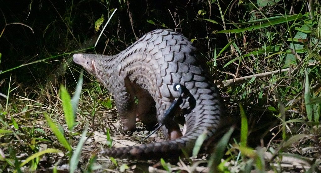 Pangolin in the wild